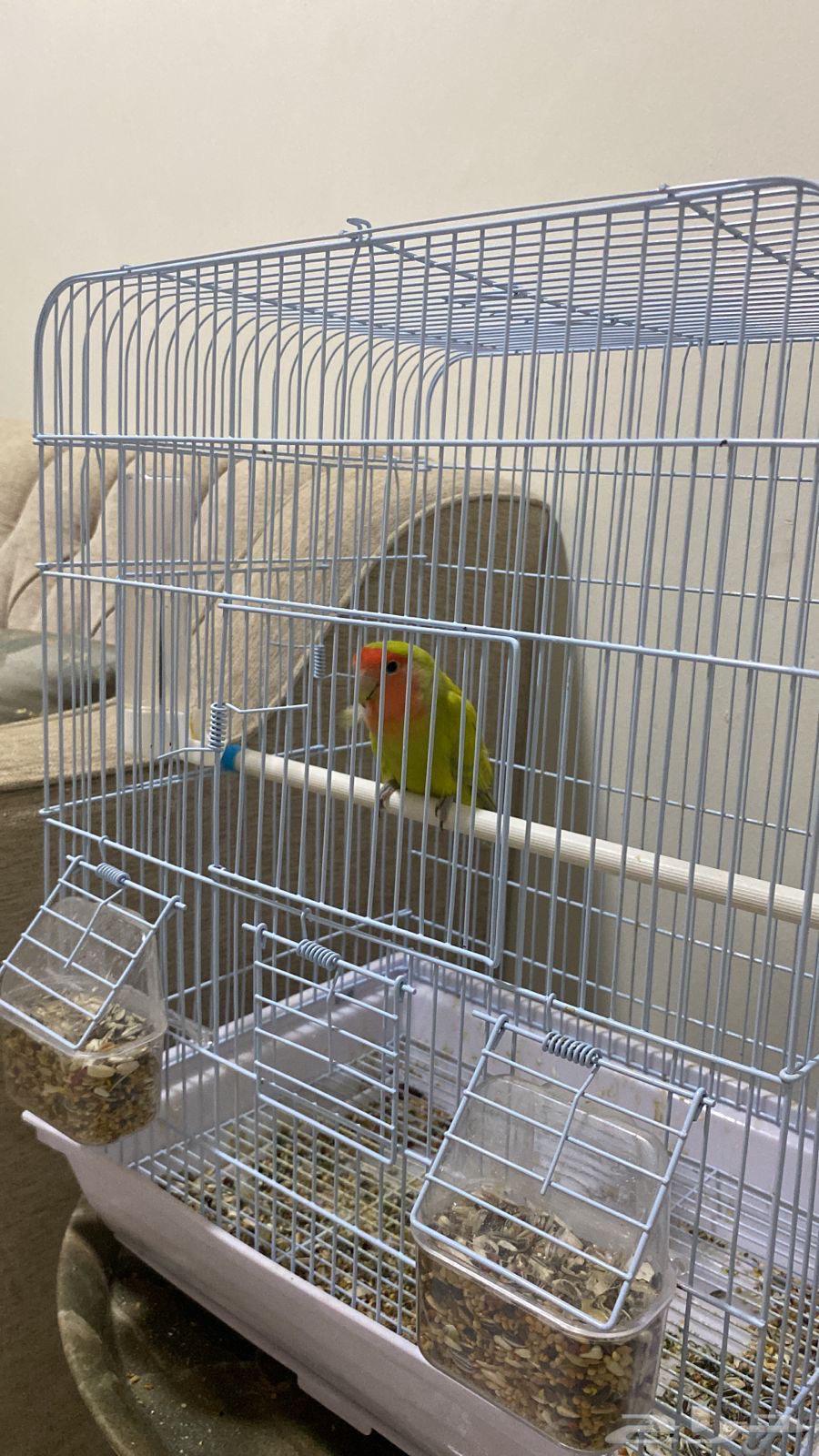 Rose Bird64490591755906112