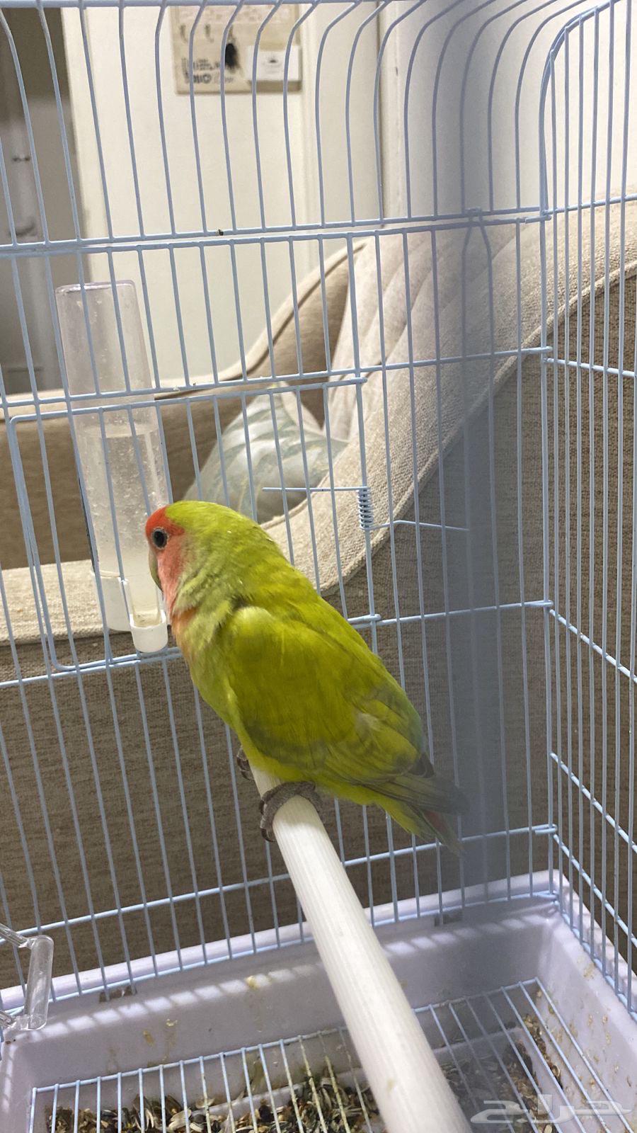 Rose Bird64490591755906111