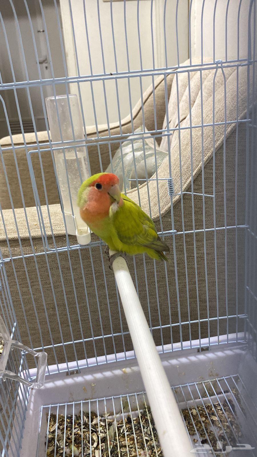 Rose Bird64490591755906110