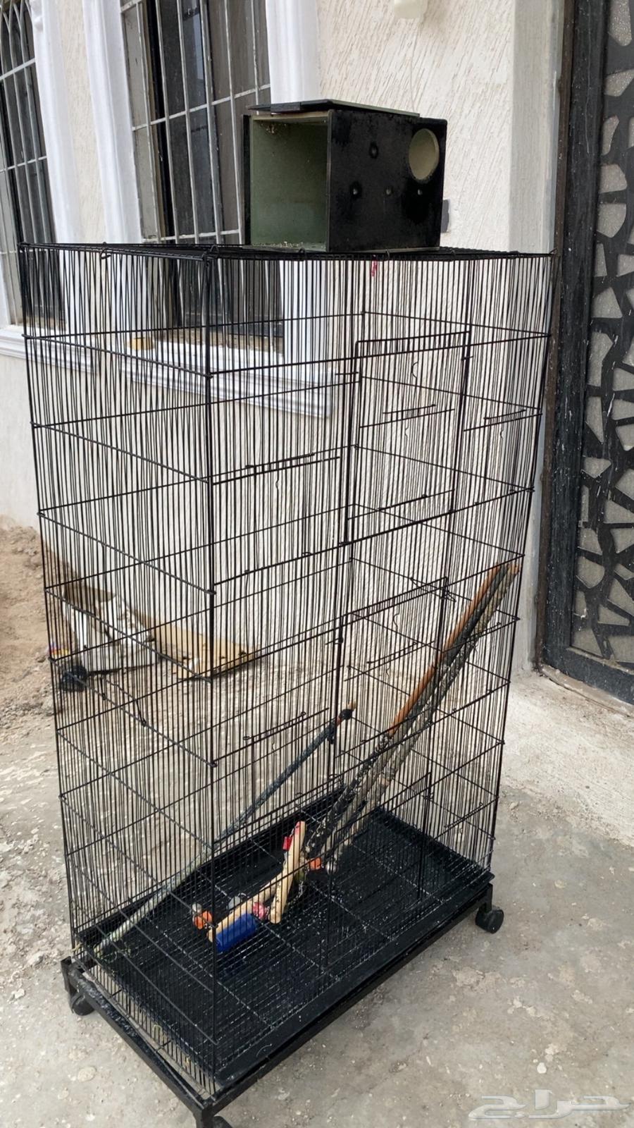 قفص عصافير كبير طوله متر و نص64492067302785113