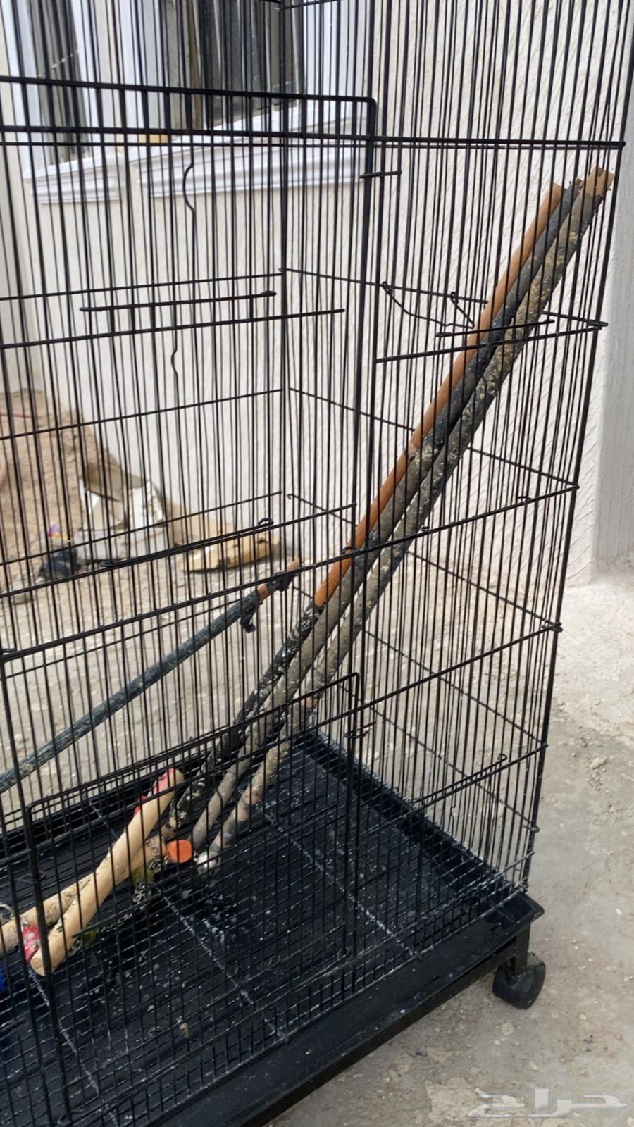 قفص عصافير كبير طوله متر و نص64492067302785110