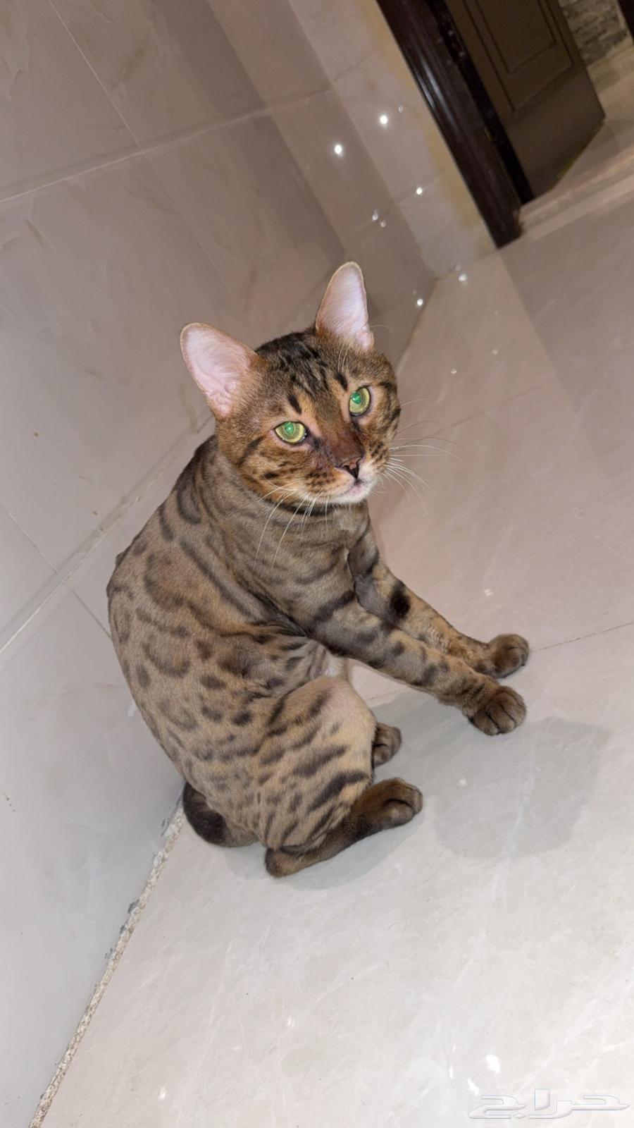 قط بنغال بيور بسعر منافس64478690873987112