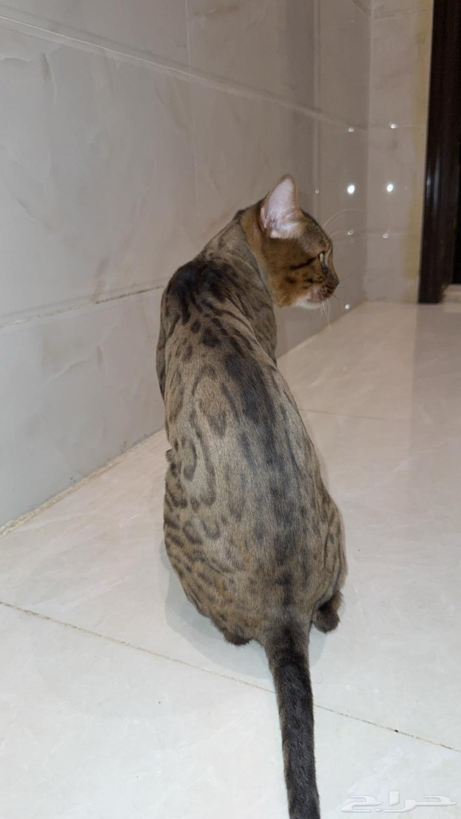 قط بنغال بيور بسعر منافس64478690873987113