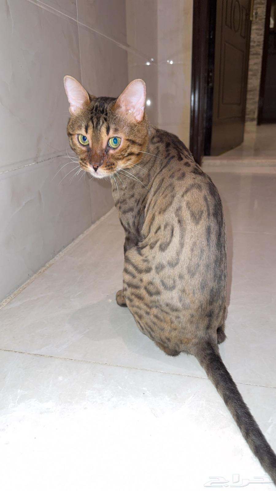 قط بنغال بيور بسعر منافس64478690873987110