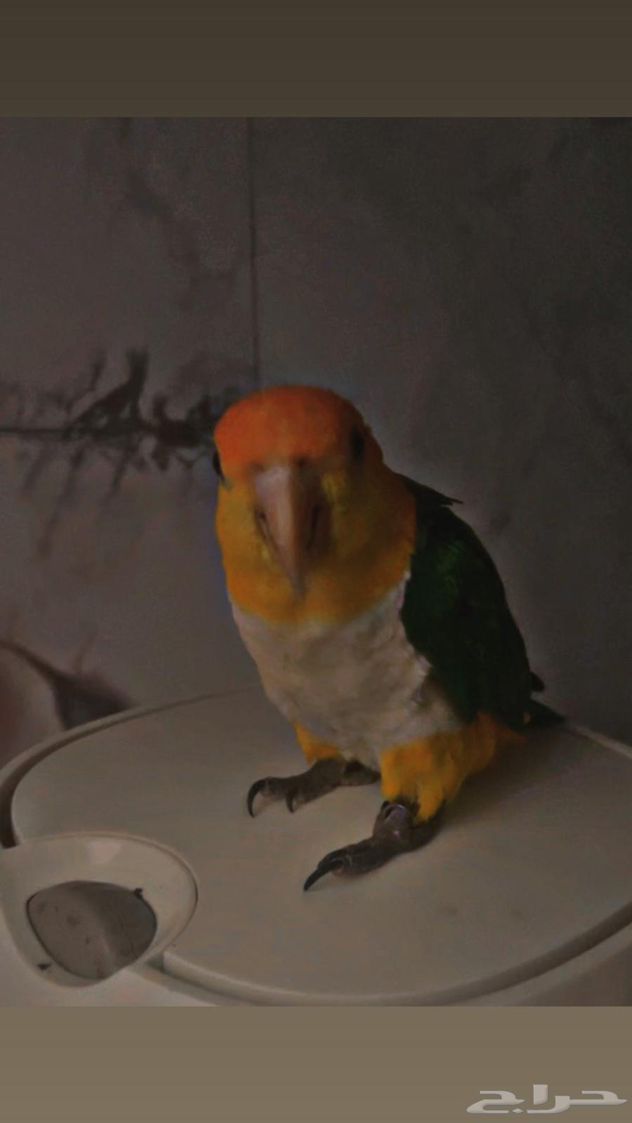 كايك وايت بلي64487305609218110