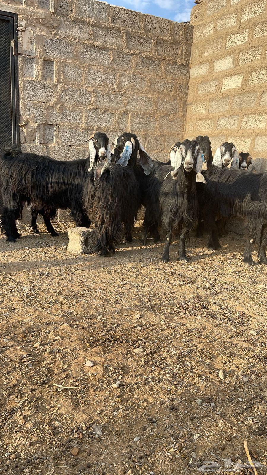 Goats, one pen, condition number 1164487691041155111