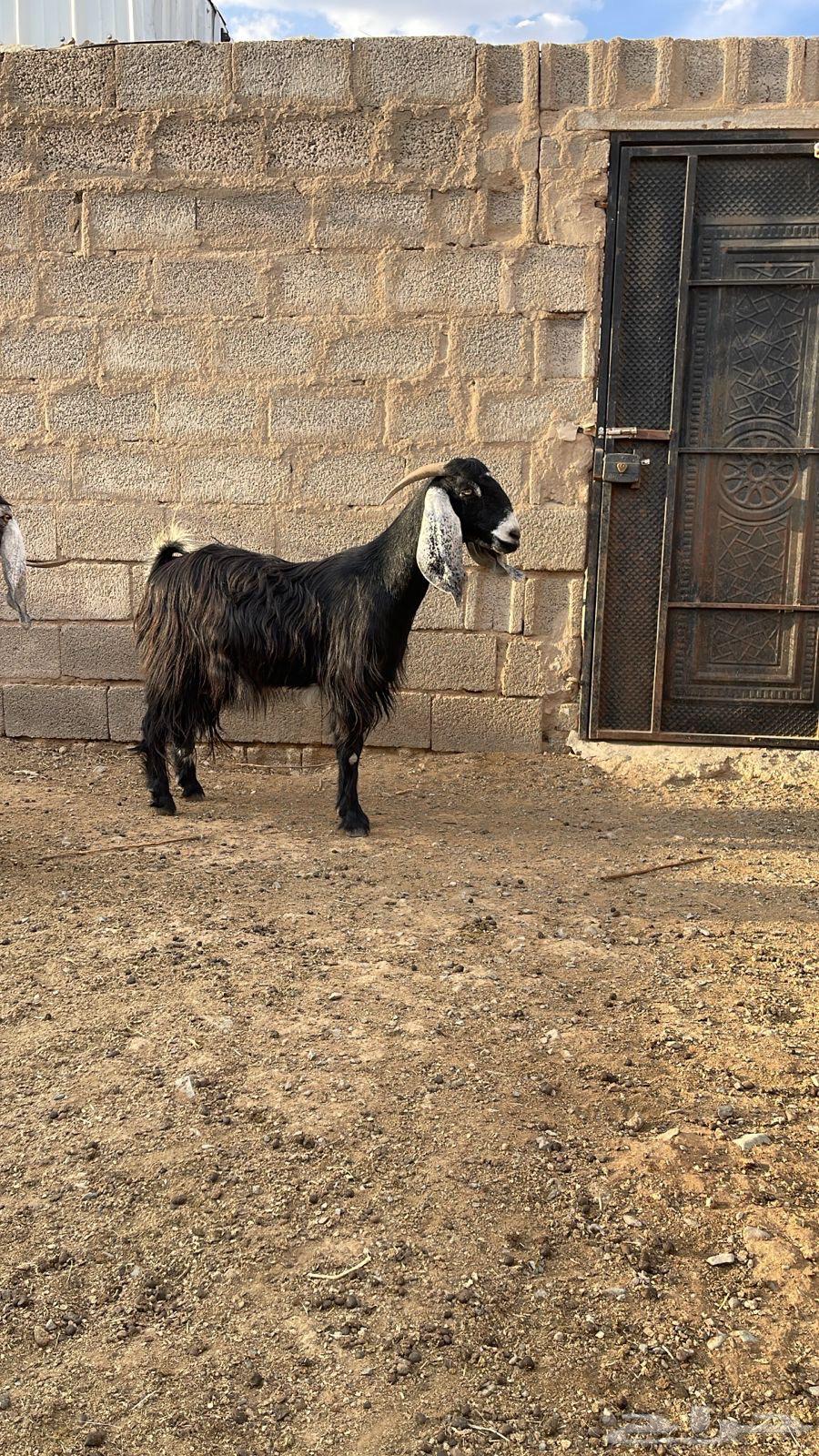 Goats, one pen, condition number 1164487691041155110