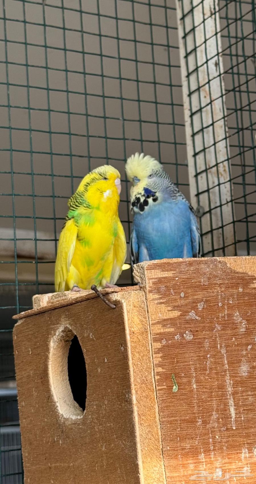 زوج بادجي انجليزي انقليزي للهاوي والمنتج64487319177473110