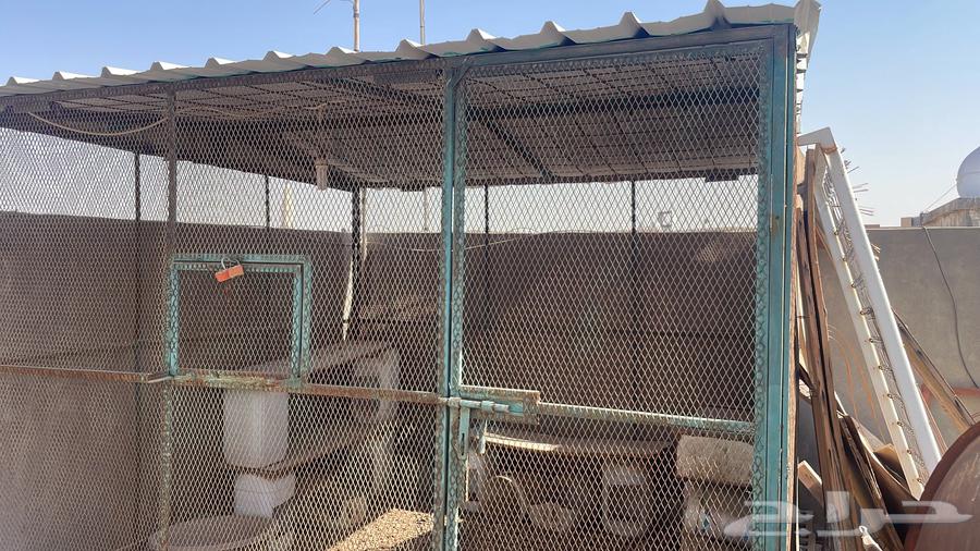 يوجد قفص دجاج كبير التواصل واتساب64490068948482110