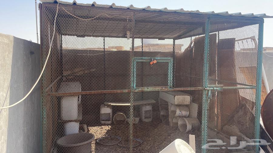 يوجد قفص دجاج كبير التواصل واتساب64490068948482111