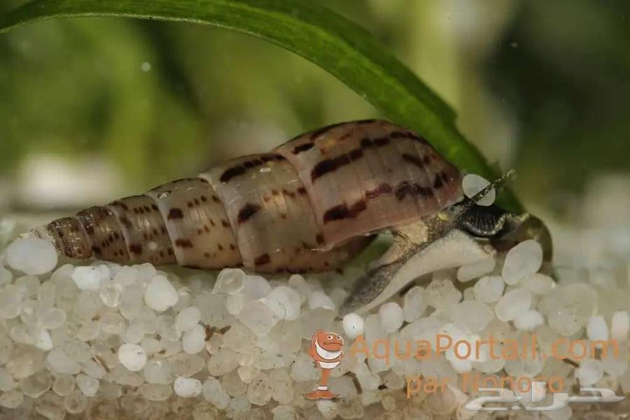 حلزون نادر اشتري ثلاثه واحصل واحد مجانا64495050023681113