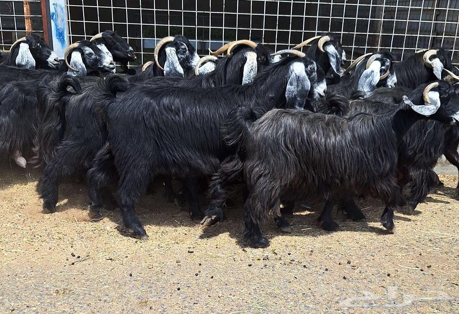 معزا عوارض صنف منايح العدد 20 با الفحول 2 دفيع للقناي64488768654466112