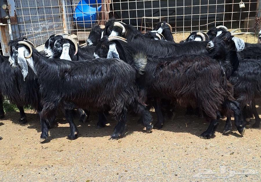 معزا عوارض صنف منايح العدد 20 با الفحول 2 دفيع للقناي64488768654466113