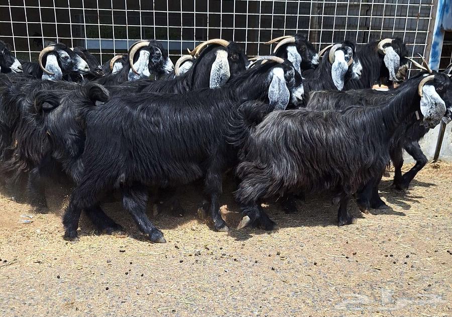 معزا عوارض صنف منايح العدد 20 با الفحول 2 دفيع للقناي64488768654466114