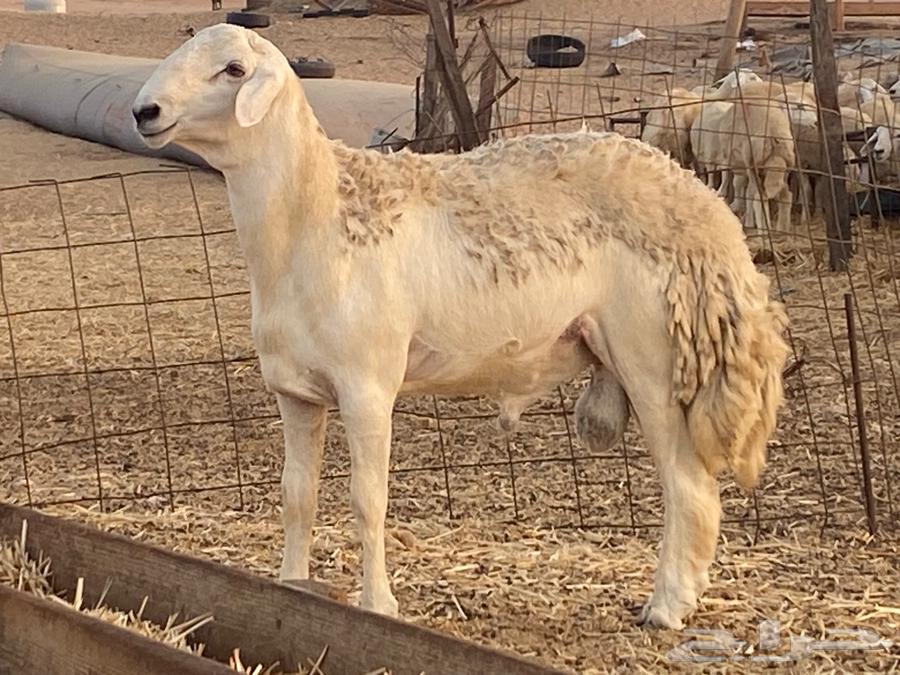 فحل حري فاااخر ومشروط تم البيع64489378208386110