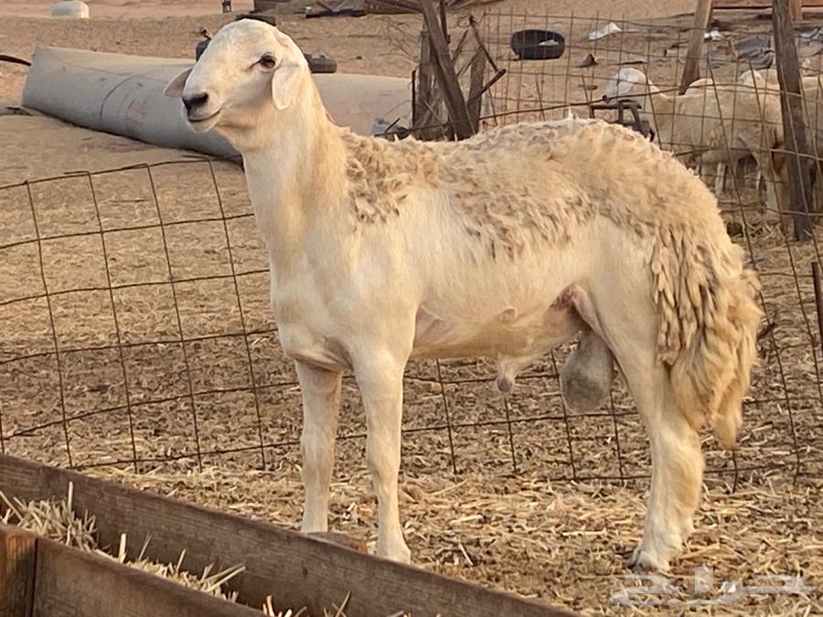 فحل حري فاااخر ومشروط تم البيع64489378208386111