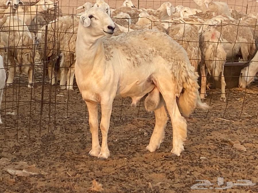 فحل حري فاااخر ومشروط تم البيع64489378208386112