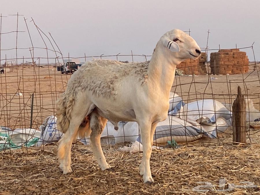 فحل حري فاااخر ومشروط تم البيع64489378208386113