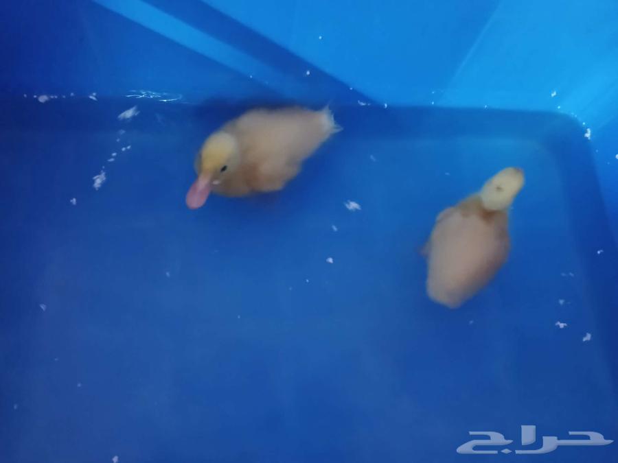 بط للبيع64493191424898110