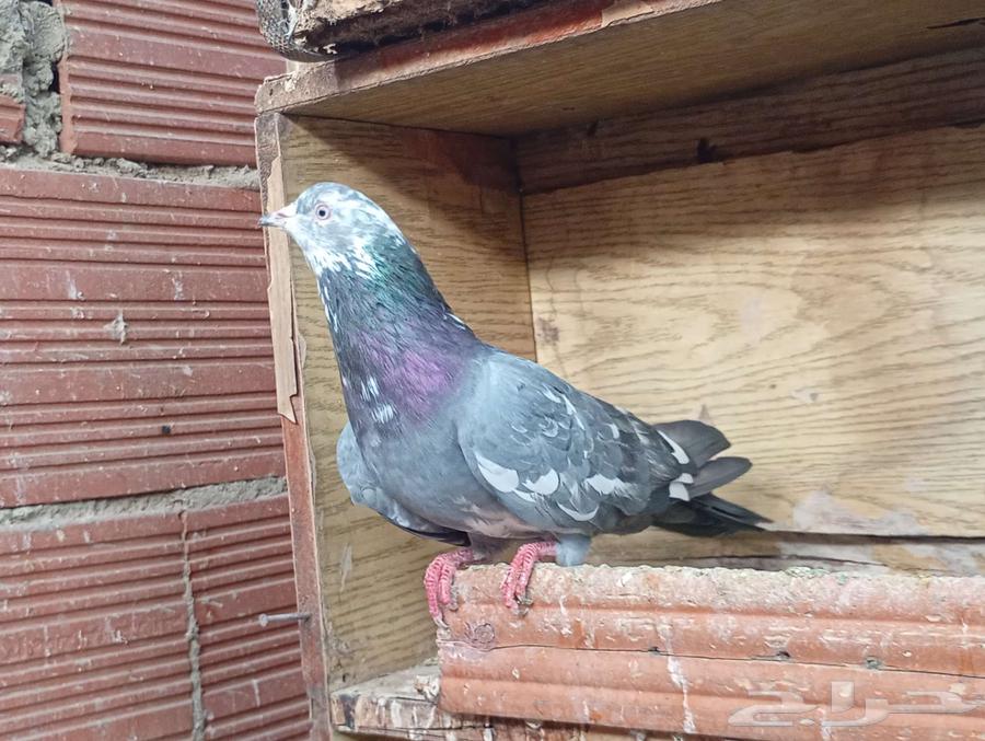 ذكر رام للبيع64490843429122110