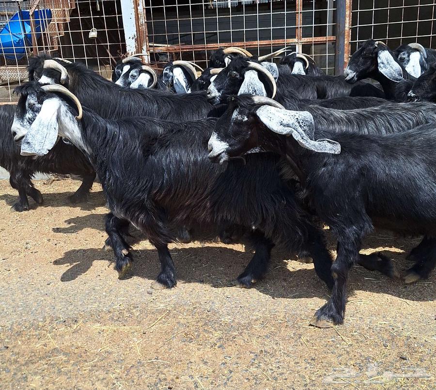 معزا عوارض صنف منايح العدد 20 با الفحول 2 دفيع للقناي64488768654466110