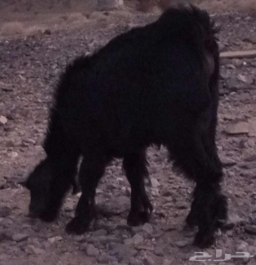 تيس لباني64488284374017111