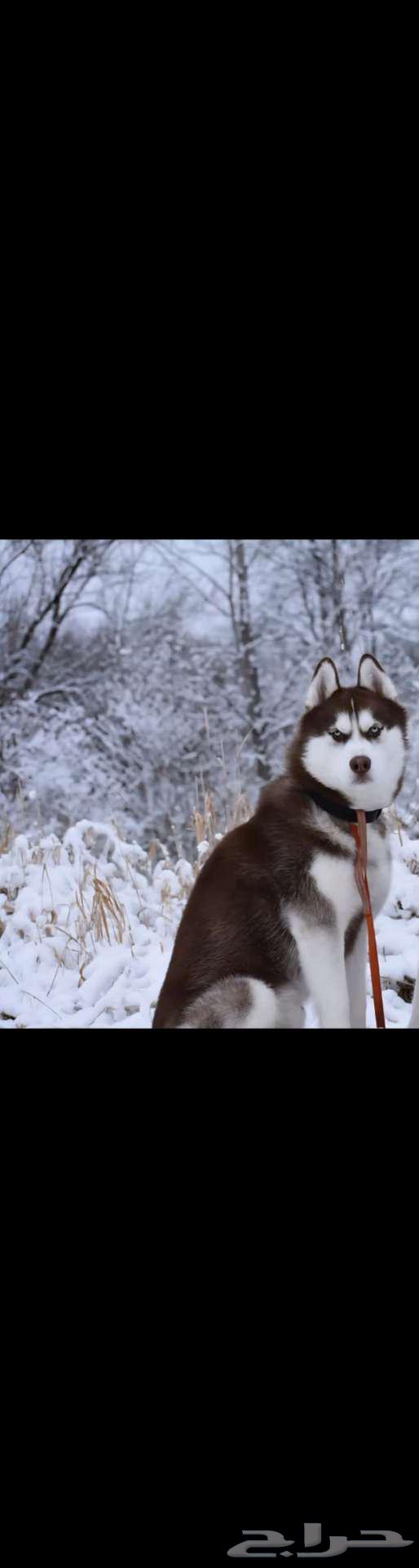 سيبيرين هوسكي64496571937538112