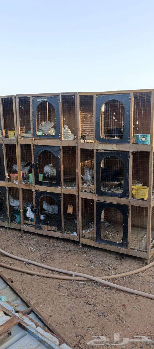 محاكر حمام مستعملة نظيفة للبيع64500408379393113