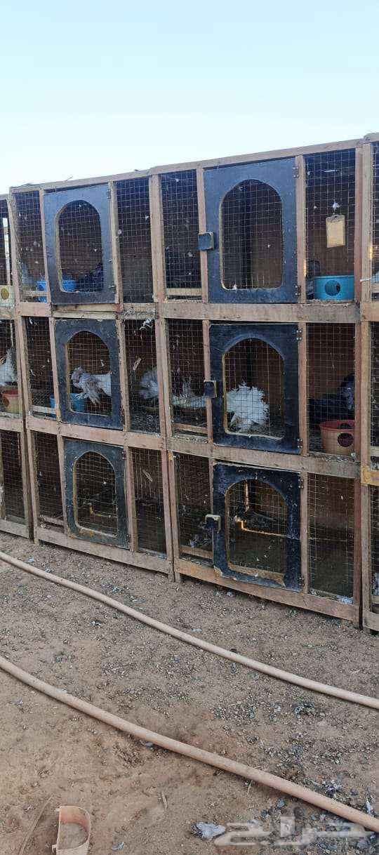 محاكر حمام مستعملة نظيفة للبيع64500408379393114