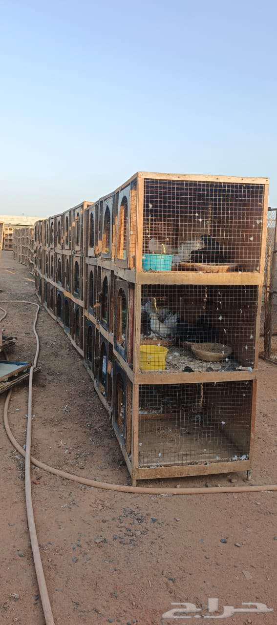 محاكر حمام مستعملة نظيفة للبيع64500408379393110