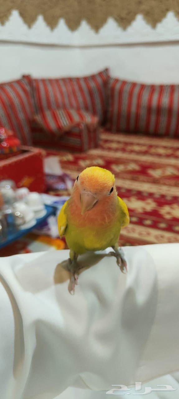 طير روز هدد اليف جدا64498411252865110