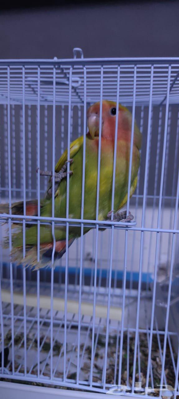 طير روز هدد اليف جدا64498411252865111