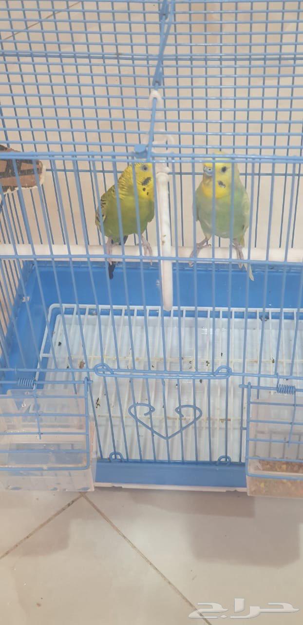 للبيع طيور64497248953473110
