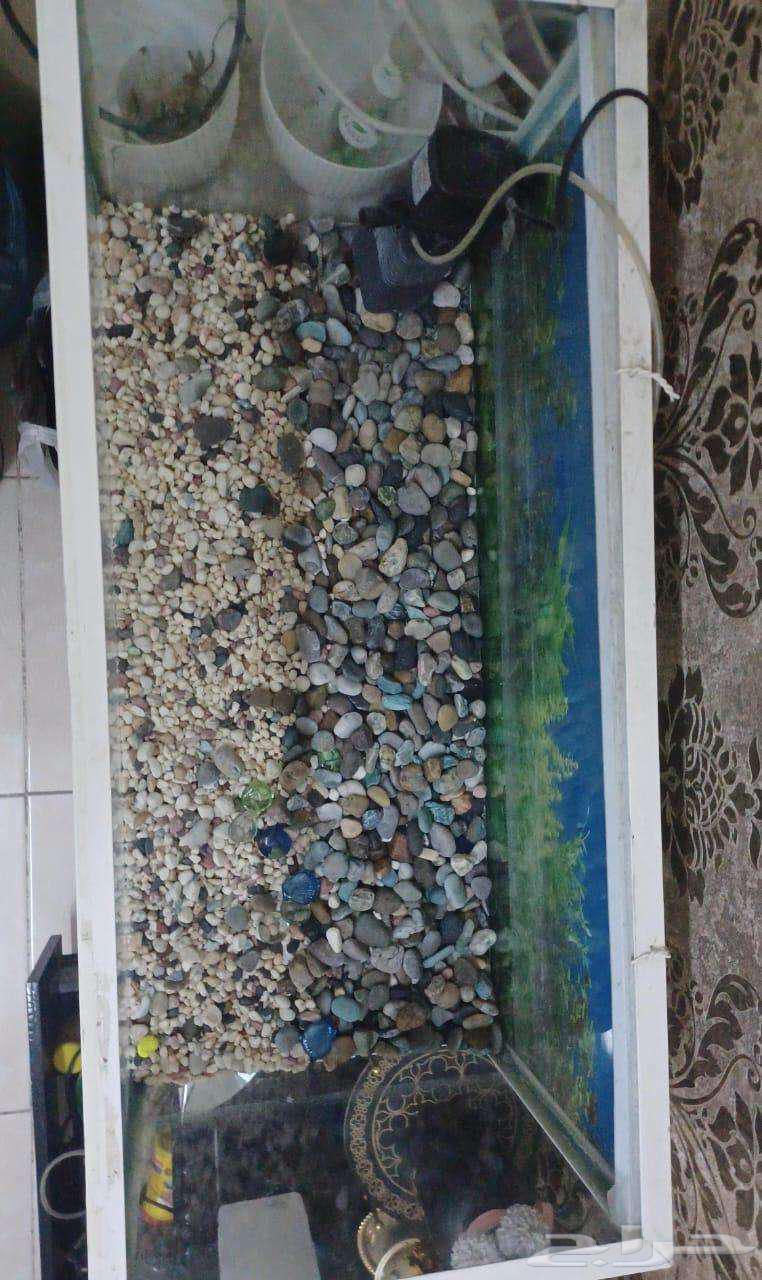 حوض أسماك بسعر رخيص جداً64502995642498111