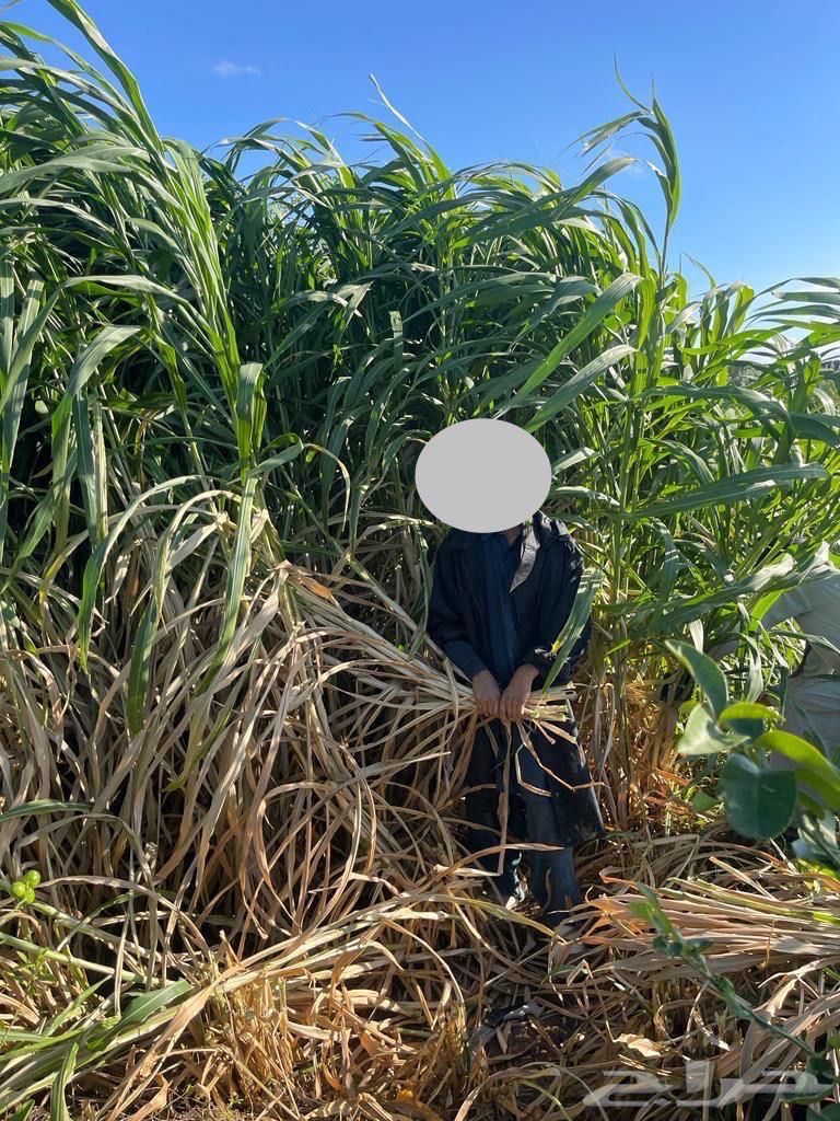 شتلات علف بونيكام استرالي ان بي ايه64497165797762110