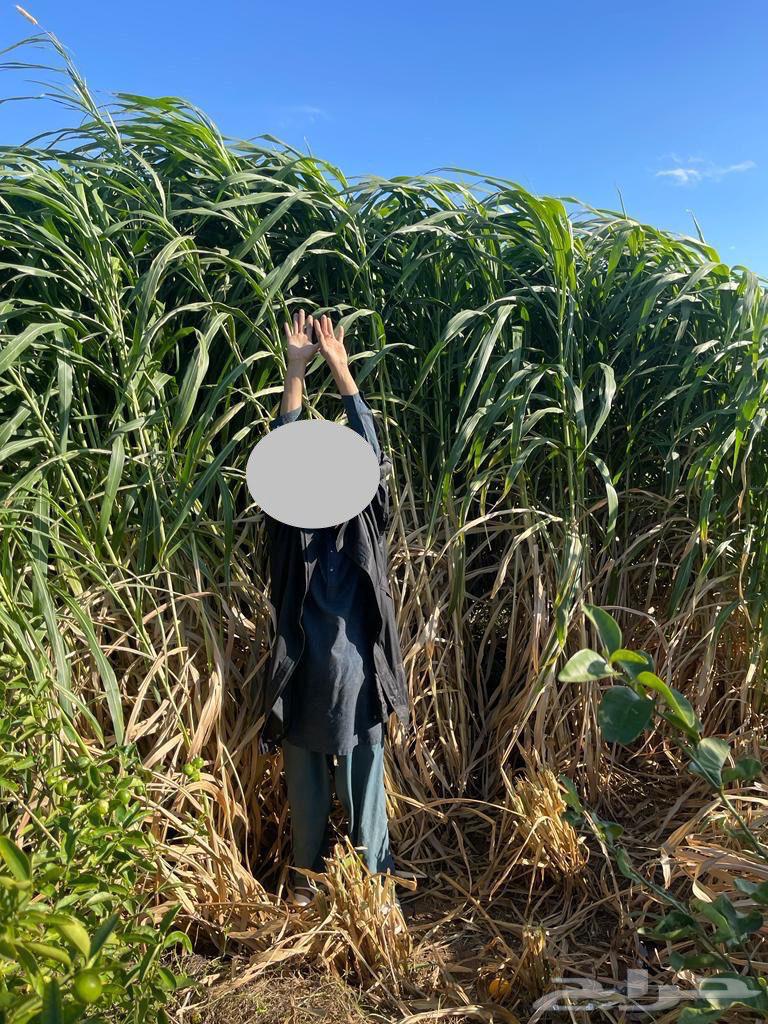 شتلات علف بونيكام استرالي ان بي ايه64497165797762111