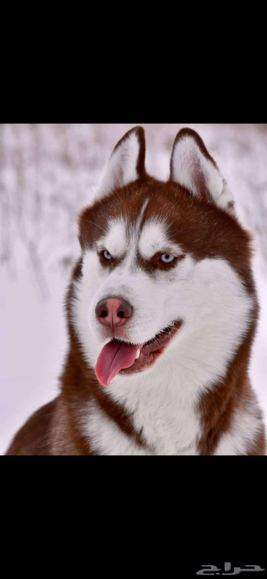 سيبيرين هوسكي64496571937538111