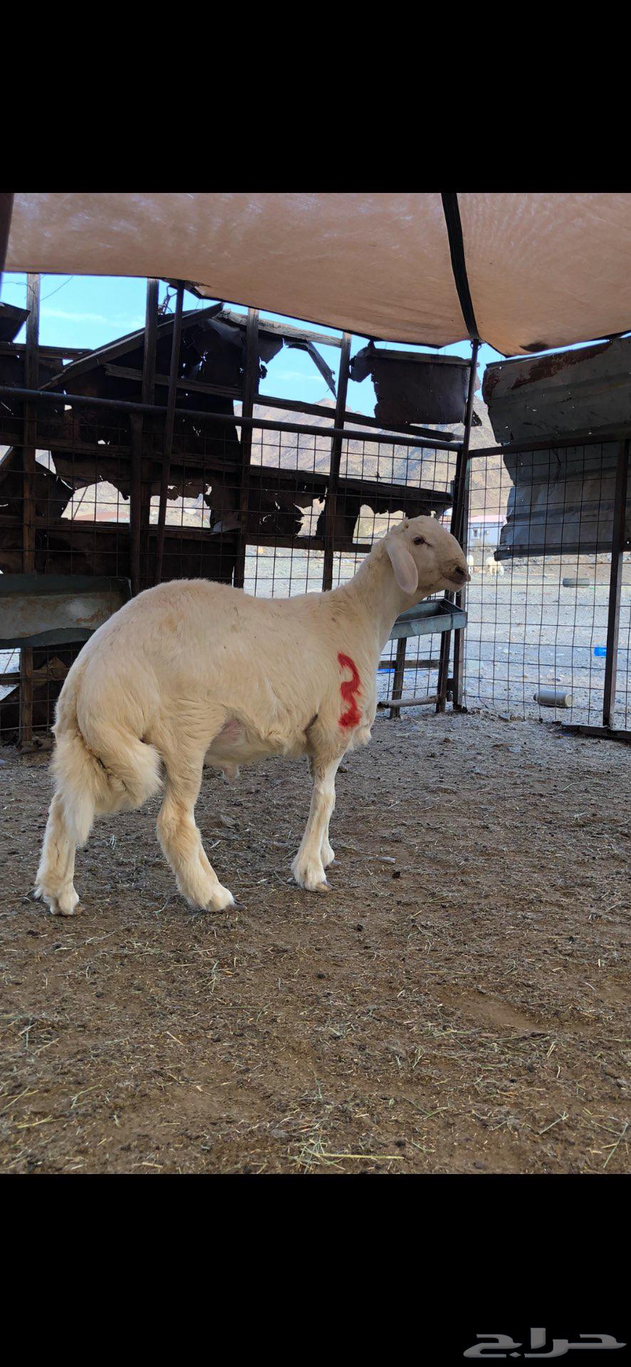 Project of a stud whose father is Halal Barak Al-Da'adi64496972749058110