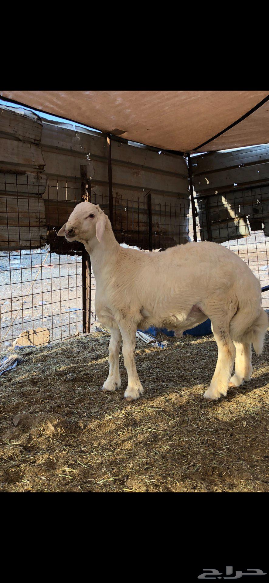 Project of a stud whose father is Halal Barak Al-Da'adi64496972749058112