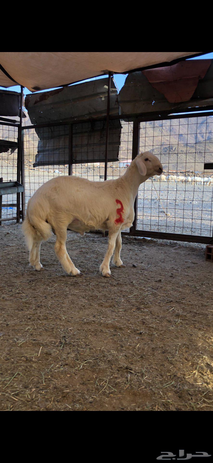 Project of a stud whose father is Halal Barak Al-Da'adi64496972749058113