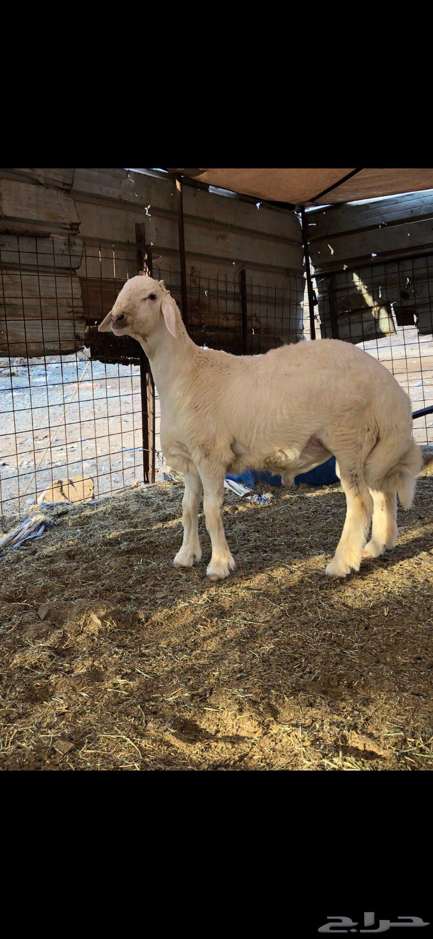 Project of a stud whose father is Halal Barak Al-Da'adi64496972749058111