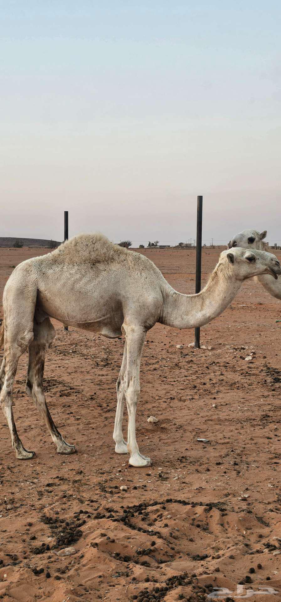 Hatchback for sale64499856125825110