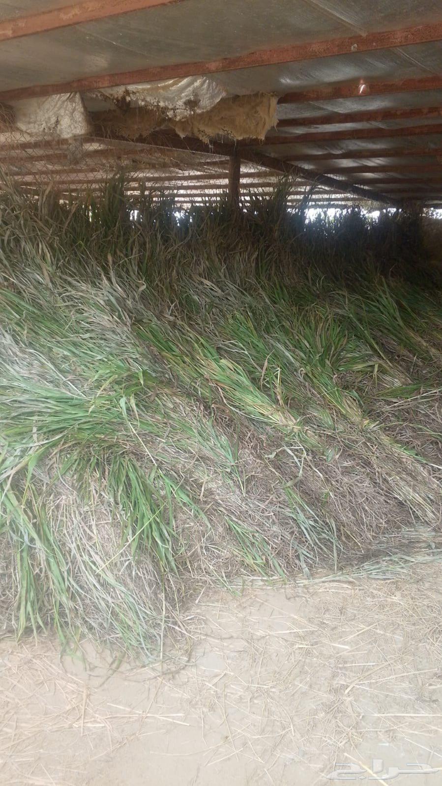 علف قصب المجارده64498201332867111