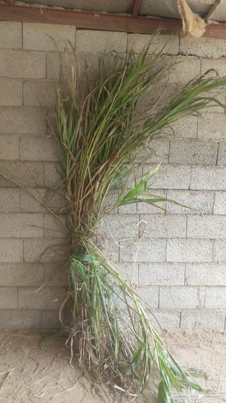 علف قصب المجارده64498201332867110