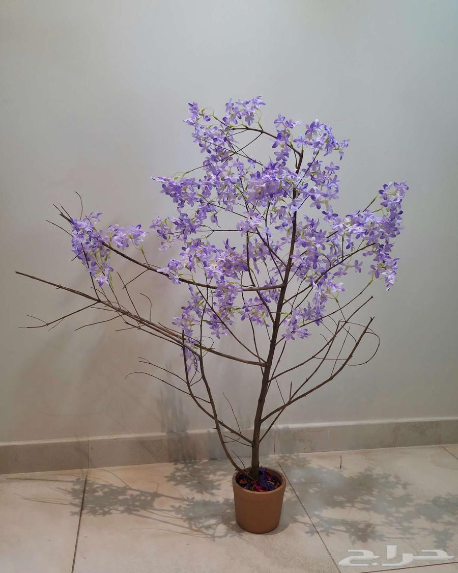 أشجار بخشب طبيعي عمل يدوي64496599315841113