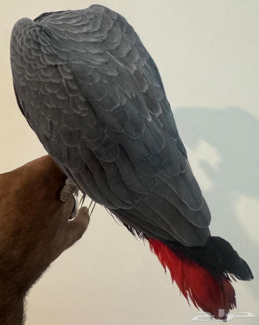 للبيع فرخ كاسكو هولندي طفره64497165882115112