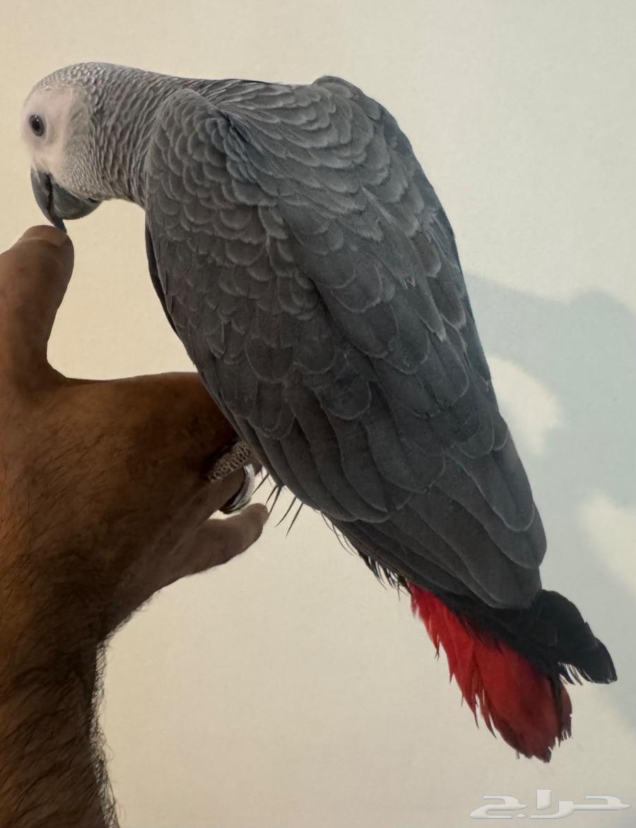 للبيع فرخ كاسكو هولندي طفره64497165882115114