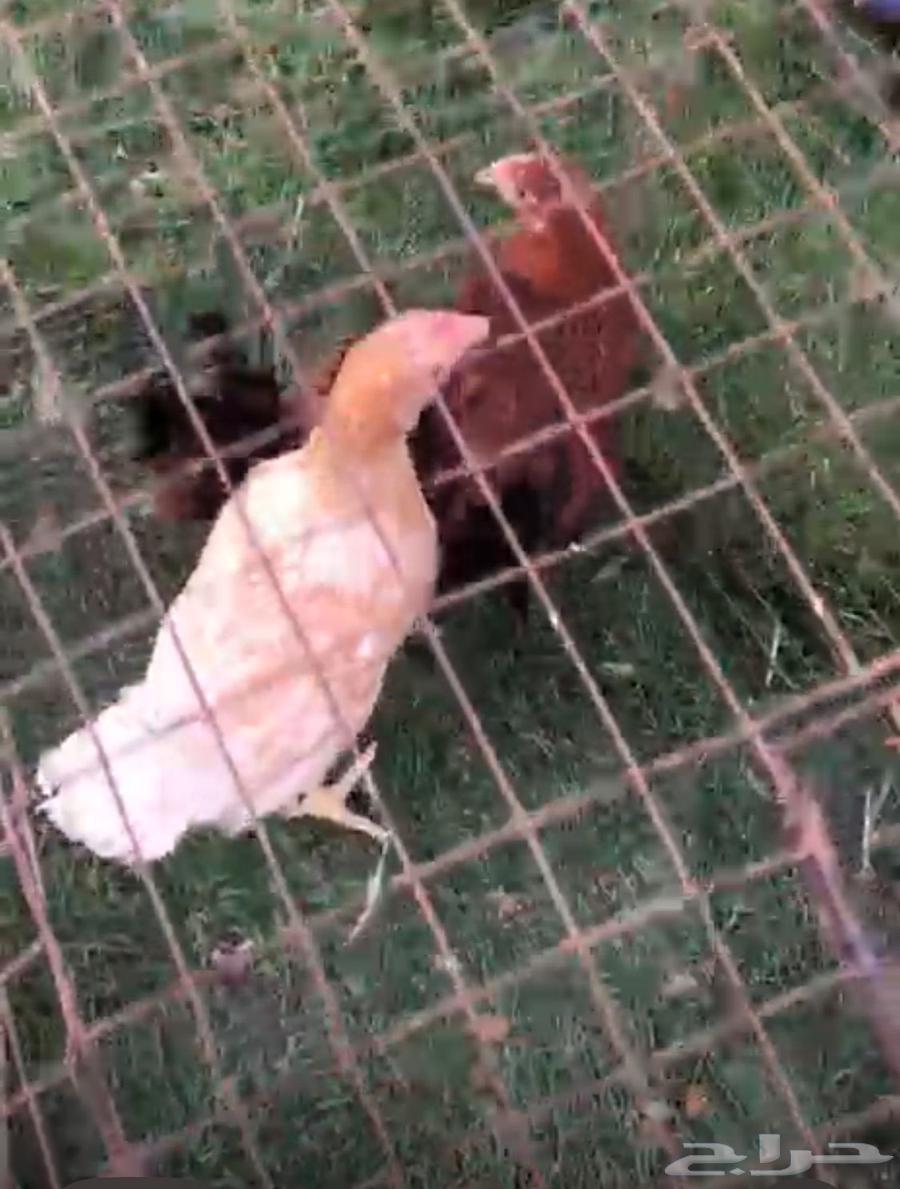 دجاج تركي بشاير للبيع64498591254019110