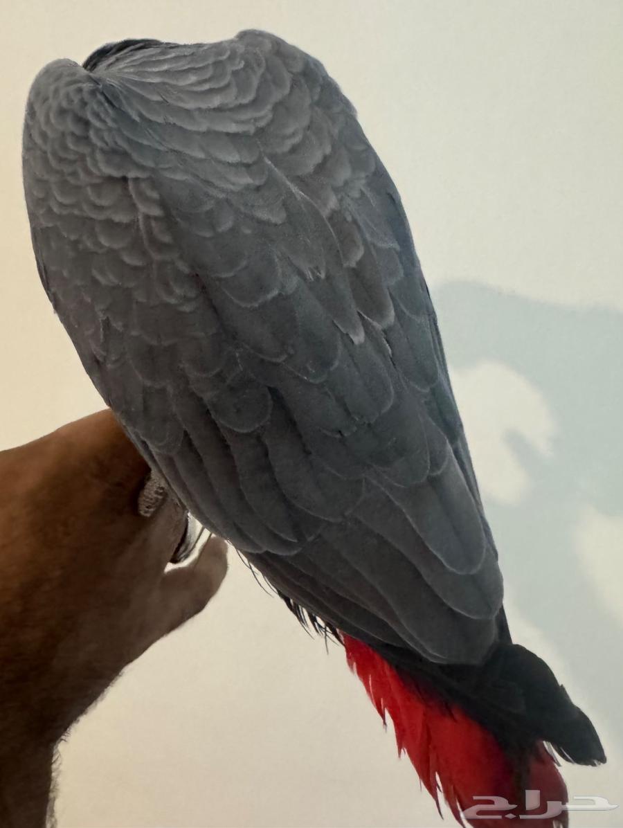 للبيع فرخ كاسكو هولندي طفره64497165882115113