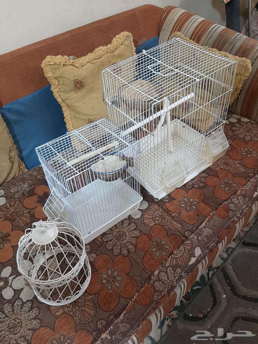 أقفاص عصافير بادجي وببغاء 3 أقفاص ب50 ريال64497386120705110